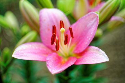 Close-up of pink flowering plant