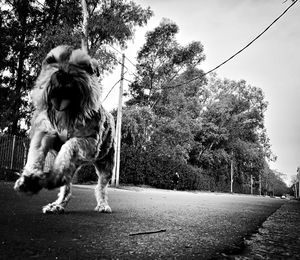Dog running on tree