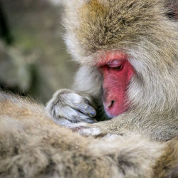 Close-up of japanese macaques