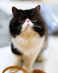 Close-up portrait of a cat