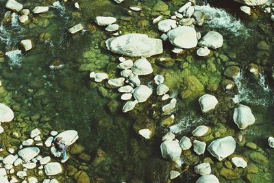 Leaves floating on water