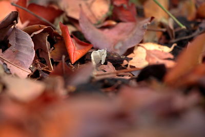 Close-up of fallen maple leaves