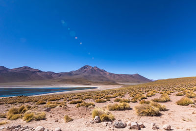 Scenic view of landscape against clear blue sky