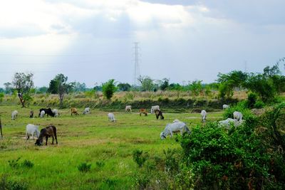 Flock of sheep grazing in field