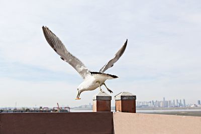 Seagull flying against sky