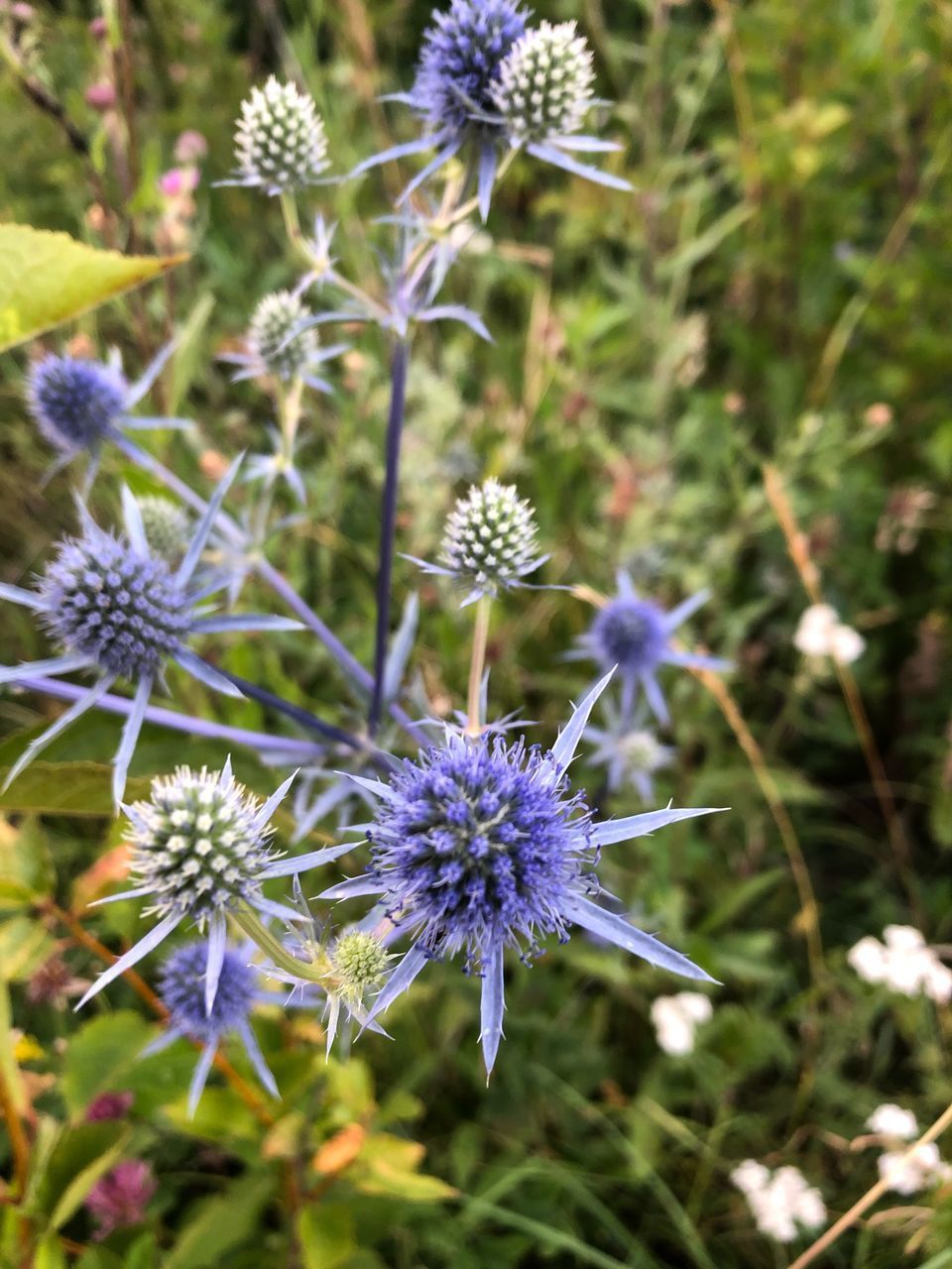 CLOSE-UP OF PURPLE FLOWER