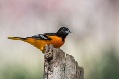 Close-up of bird perching on wooden post