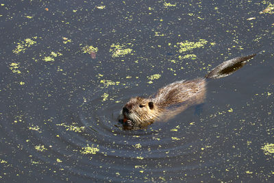 High angle view of turtle swimming in lake