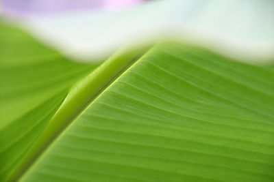 Full frame shot of green leaves