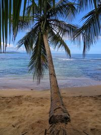 Palm tree on beach