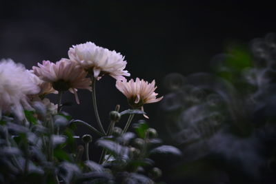 Close-up of flowering plant