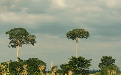 Low angle view of trees against sky