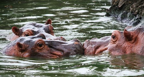 Close-up of ducks swimming in river