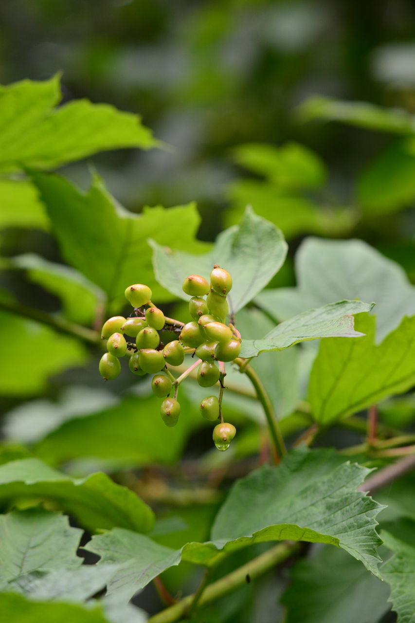 CLOSE-UP OF GREEN PLANT