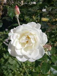 Close-up of white rose blooming outdoors
