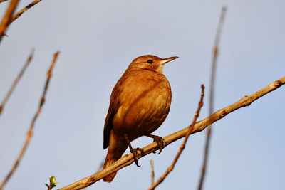 Low angle view of bird perching on branch