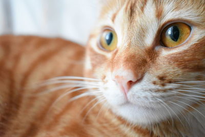 Close-up portrait of cat