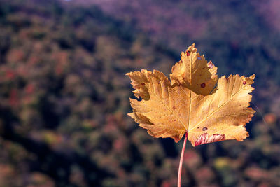 Close-up of dry maple leaf on land