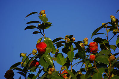 Low angle view of berries growing on tree against blue sky
