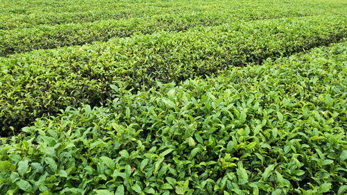 Full frame shot of fresh green field