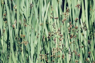 Close-up of plants growing on field