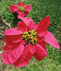 Close-up of red flowers blooming in field