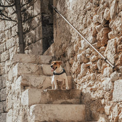 Dog standing on wall