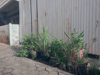 Plants growing outside building