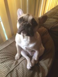 Dog relaxing on sofa at home