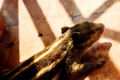 High angle view of monkey on floor