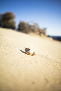 Close-up of seashell