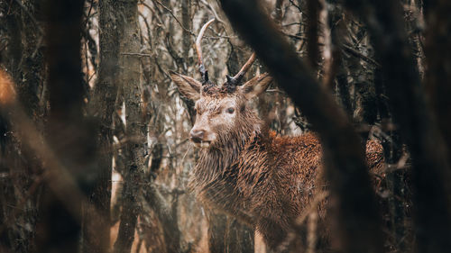 View of deer in forest