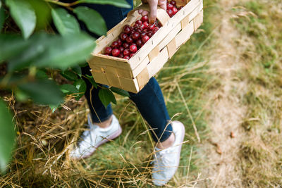 Midsection of young woman in basket on field