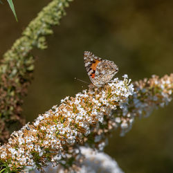 Close-up of butterfly pollinating on flower