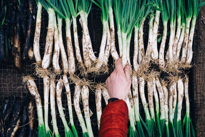 Cropped hand holding scallion in garden