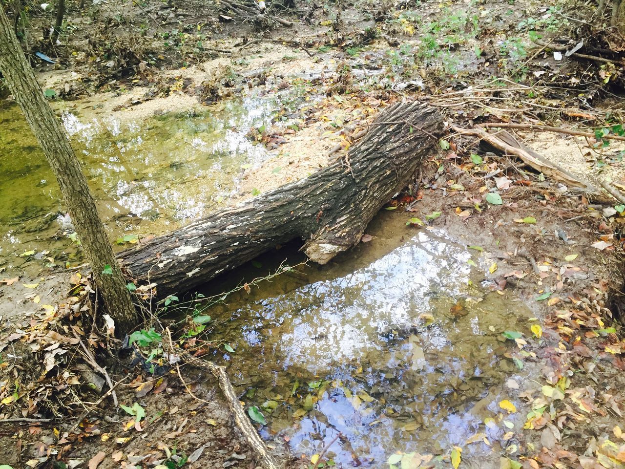 water, animal themes, one animal, nature, animals in the wild, high angle view, wildlife, reflection, lake, day, rock - object, outdoors, tranquility, forest, no people, river, stream, grass, tree, tree trunk