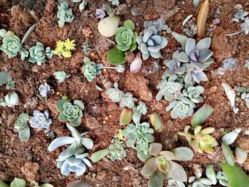 Directly above shot of succulent plant