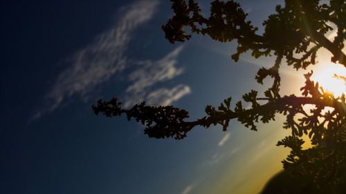 Low angle view of silhouette tree against sky at sunset