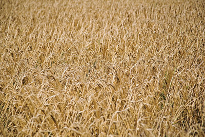 Full frame shot of wheat field