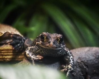 Close-up of lizard