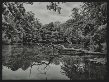 View of trees by river