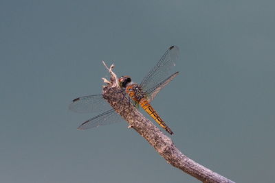 Close-up of dragonfly on twig