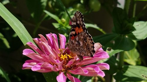 Close-up of butterfly on pink flower