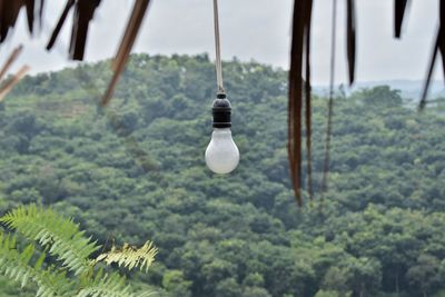 Close-up of light bulbs hanging from tree in forest