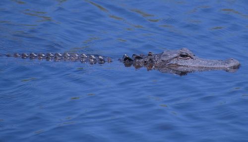 High angle view of crocodile swimming in sea