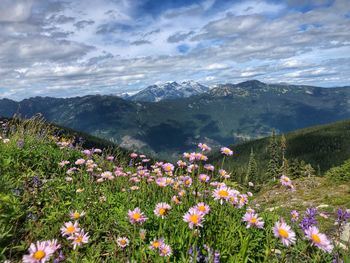 High angle view of flowers