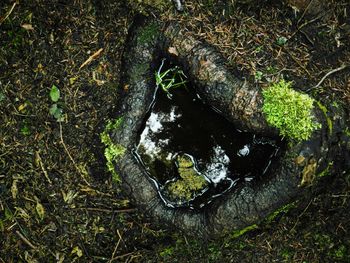 High angle view of crocodile in forest