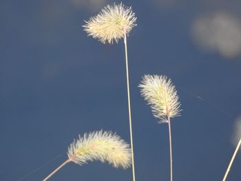 Low angle view of dandelion against clear sky