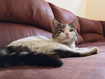 Cat lying on sofa at home