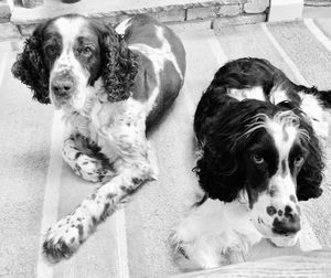 High angle view portrait of dogs